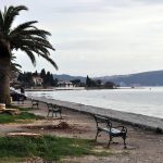Palme uništene crvenim surlašom