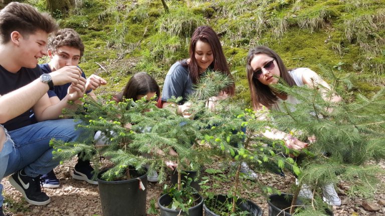 Tivat: Nastavljeno pošumljavanje na području Peana