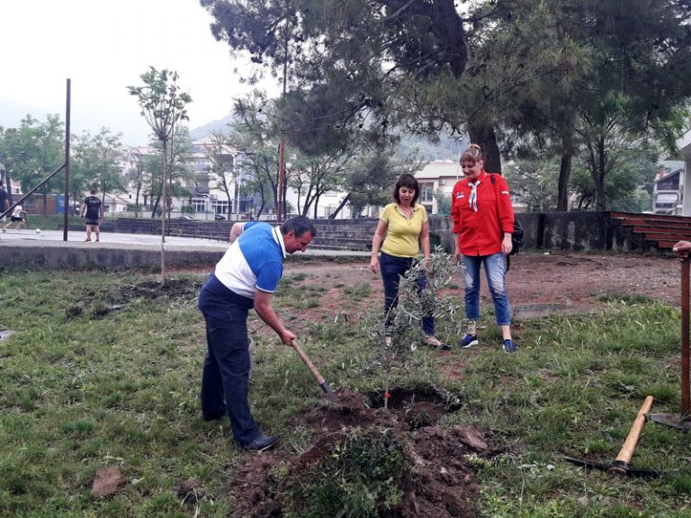 Tripo Sindik zasadio maslinu za dan OŠ “Drago Milović”