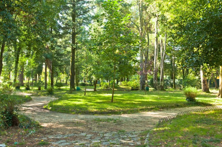 Na donatorskoj aukciji kupljeno novih 30-tak sadnica za Gradski park u Tivtu