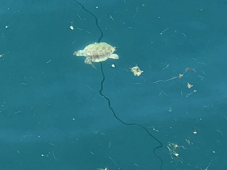 Kornjače u akvatorijumu marine Porto Montenegro