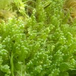 caulerpa-cylindracea1