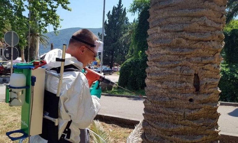 H. Novi – Komunalci uklanjaju zaražene palme, za sada “preživjele” injektirane