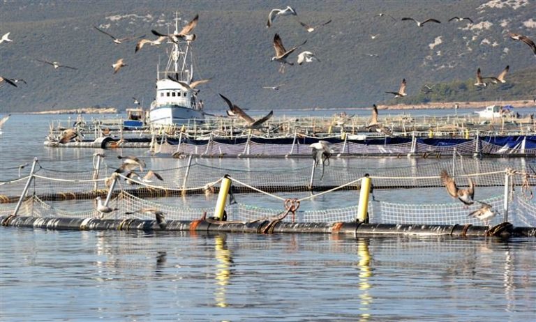 Idu li turizam i ribogojilišta zajedno: što kada u turističkom mjestu smrdi iz mora?