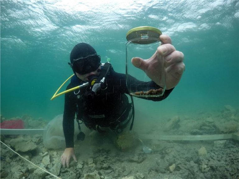 Zadarski arheolozi u Pašmanskom kanalu pronašli koštice maslina stare 3500 godina