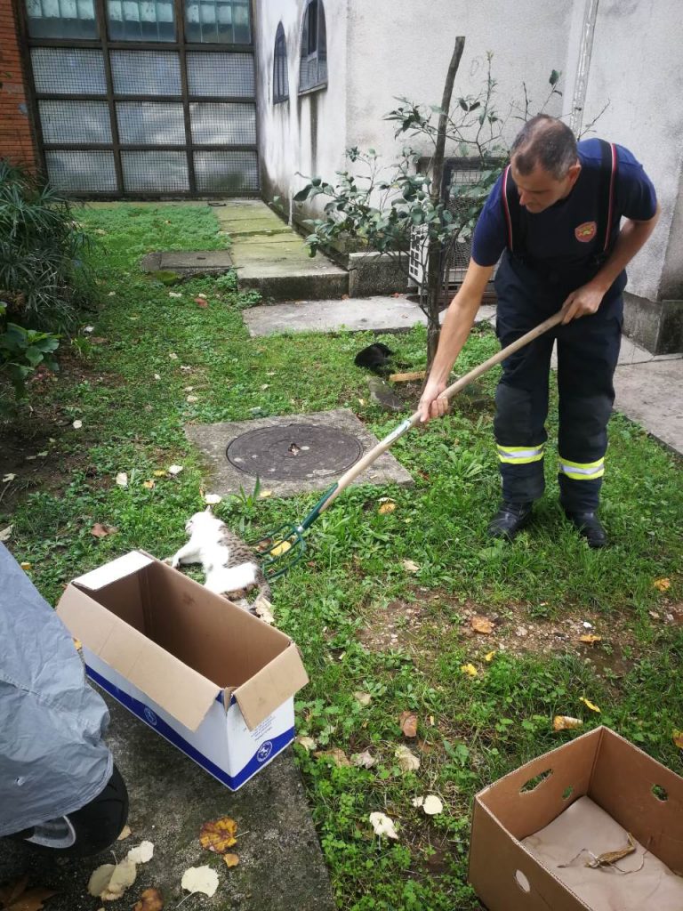 Ponovno masovno trovanje životinja – otrov bačen i po igralištima, policija  nezainteresovana?
