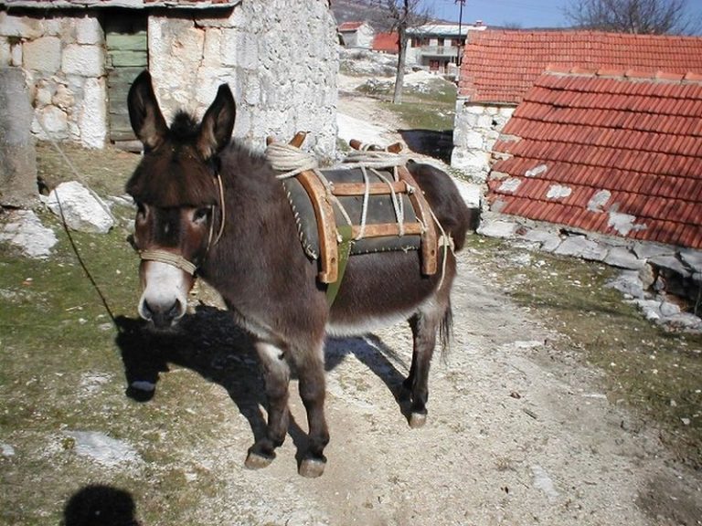 Hiljadu eura po kilogramu – iznimno skupi magareći sir u Srbiji