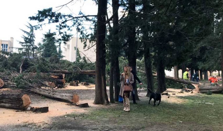 Počela sječa čempresa u dvorištu Gimnazije “Niko Rolović” u Baru