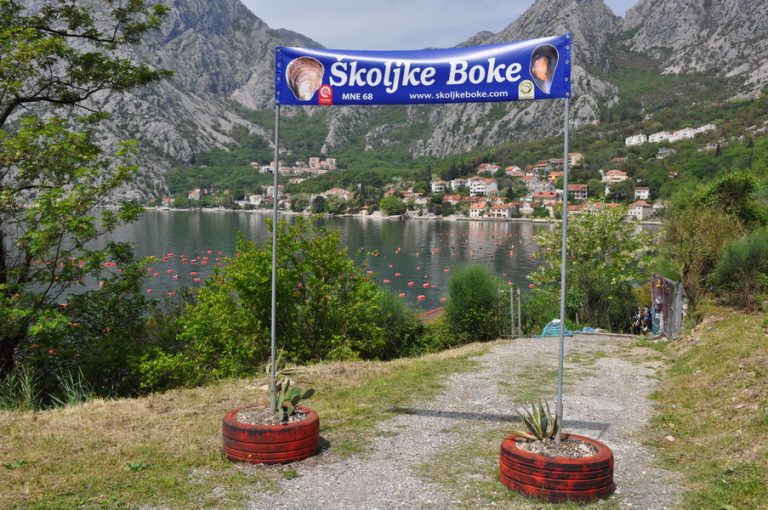 Školjke Boke – mušlje za dobrovoljne davaoce krvi