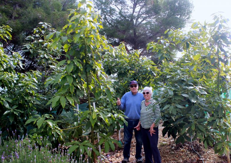 Vis – prva plantaža avokada u Hrvatskoj