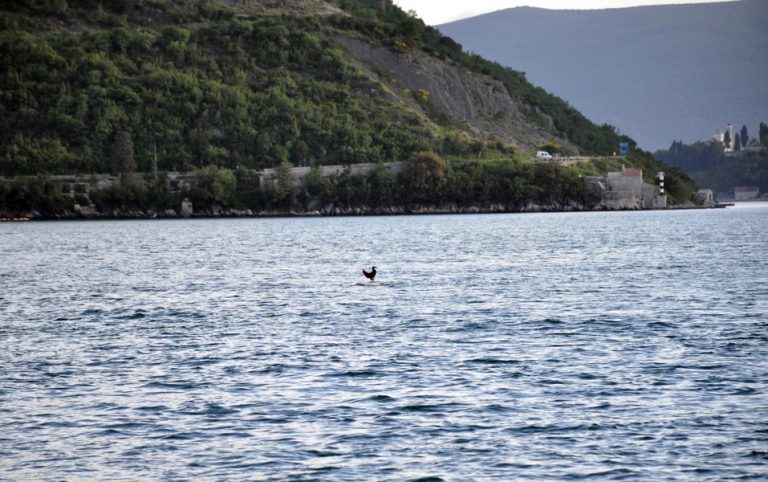 Udruženje Korina: Opet gađali živoga kokota, krše više zakonskih normi, nećemo odustati…