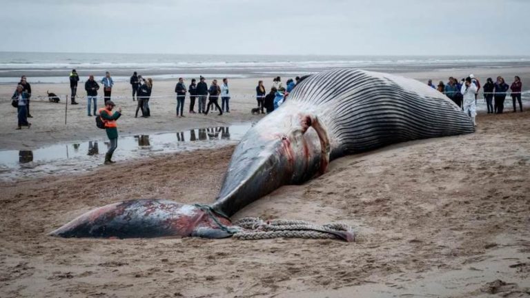 Greenpeace: more na Siciliju izbacilo kita punog plastike