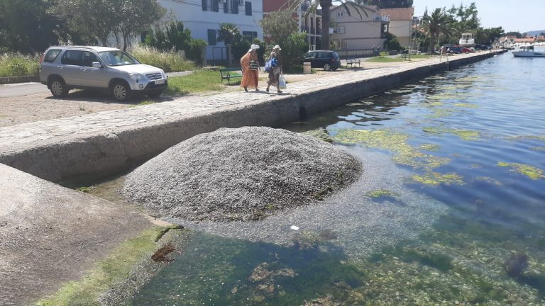 Nelogični potezi lokalne uprave u Tivtu – nasipaju more pijeskom, pa istražuju morski biodiverzitet