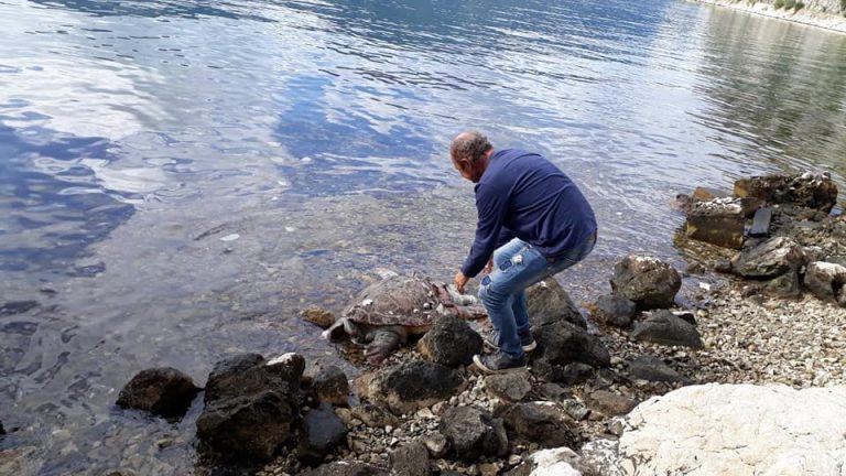 Gliser ili skuter usmrtio kornjaču – treća ovog mjeseca