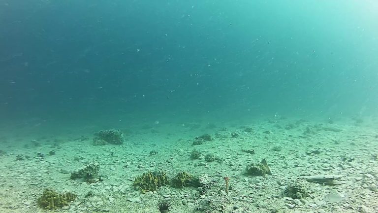 Jadranski grabežljivac uhvaćen u akciji: video zabilježen kod Šibenika, neobično veliko jato snimljeno u lovu na svoj plijen