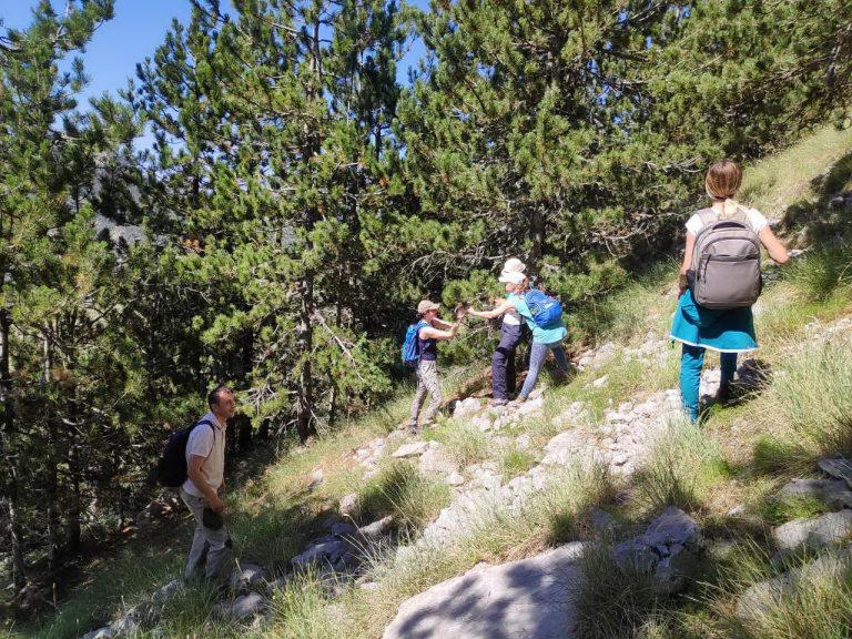 Monitoring opšteg zdravstvenog stanja i ekoloških uslova Munike (Pinus heldreichii)  na Lovćenu