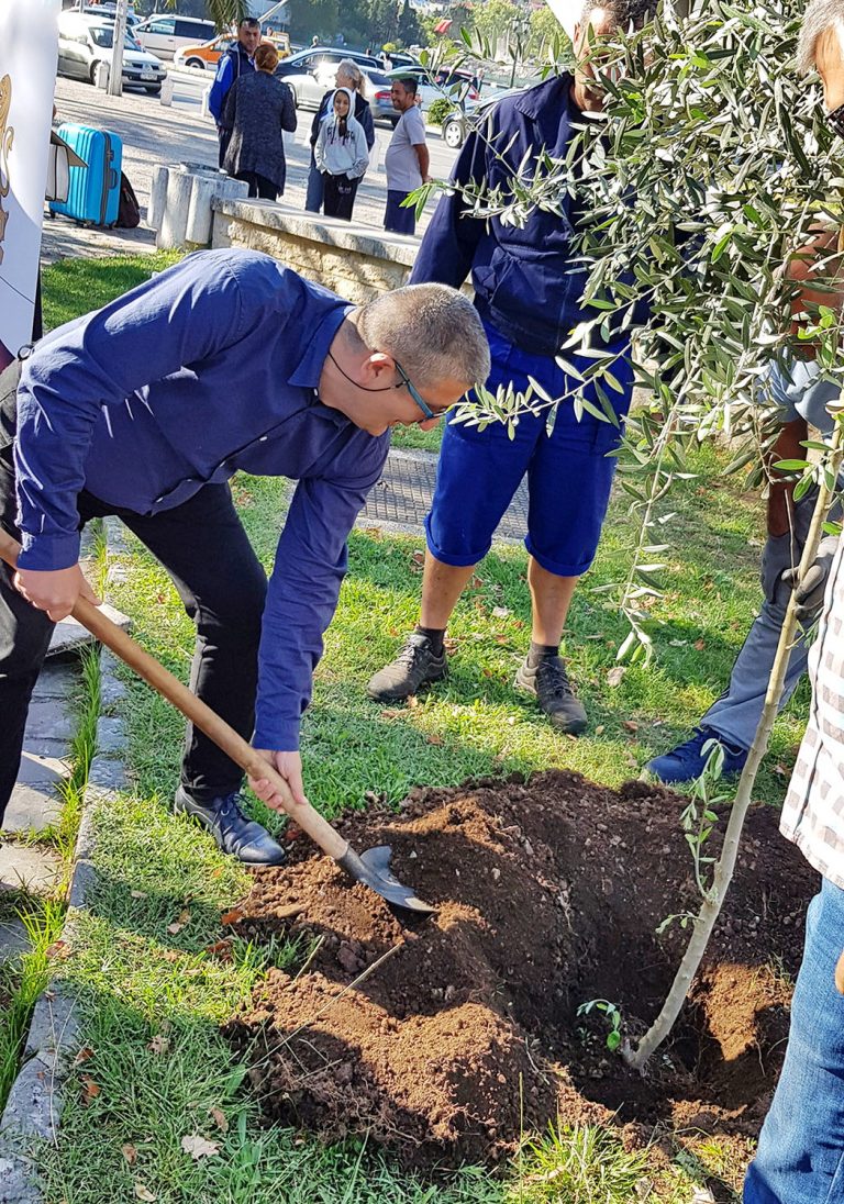U Kotoru sadnjom masline obilježen  21. septembar, Međunarodni dan mira