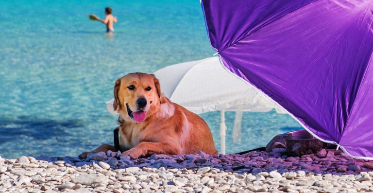 U Budvi predstavljena iskustva Hrvatske u upravljanju “pet friendly” plažama
