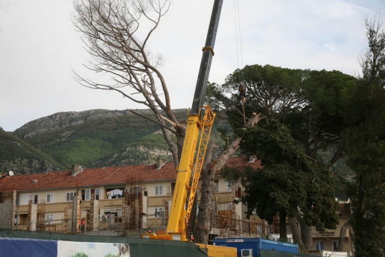 Opština Tivat: Oštre sankcije za loše tretiranje stabala iz nekadašnje bašte hotela Mimoza