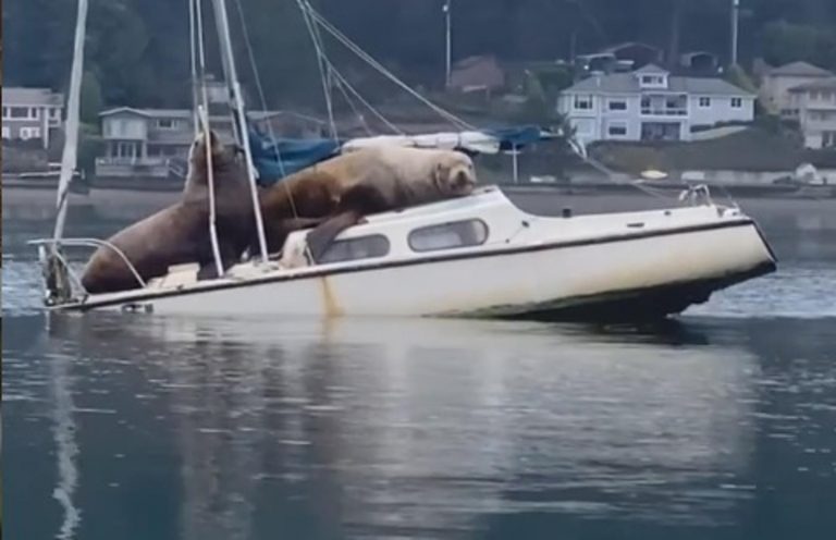 Morski lavovi odmaraju na palubi broda