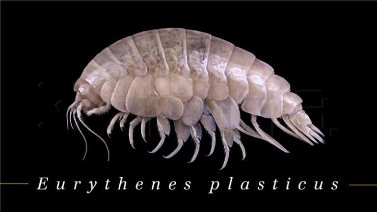 Zbog problema s plastikom istraživači novu vrstu rakušca nazvali “plasticus”