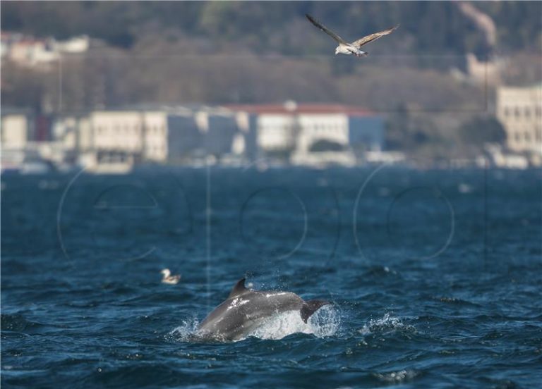Jata delfina uživaju u Bosforskom tjesnacu