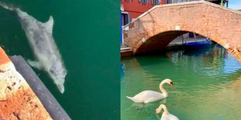 Delfini se nisu vratili u Veneciju, a labudovi su u kanalu Burano bili i ranije…