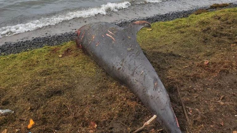 Uginuli delfini na obalama Mauricijusa