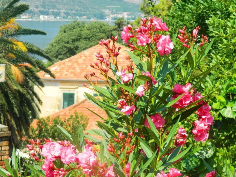 Oleander simbol Mediterana