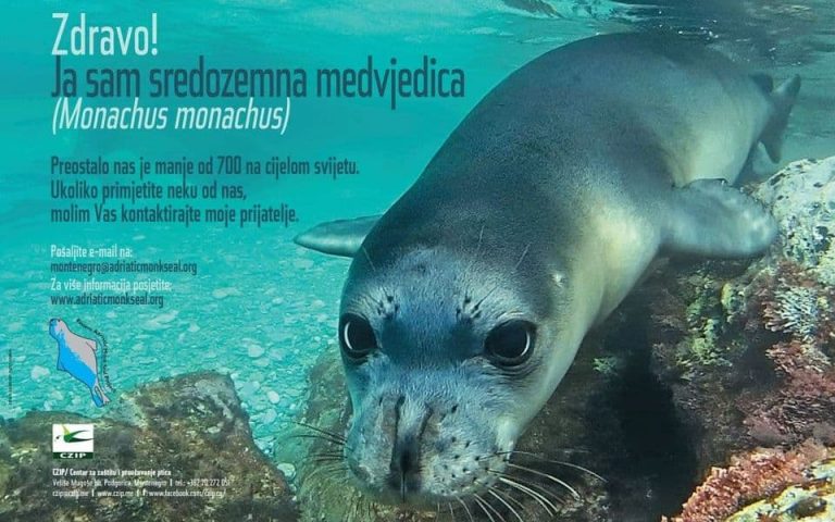 Sredozemna medvjedica ,,stigla“ u Albaniju, očekuje se i u Crnoj Gori