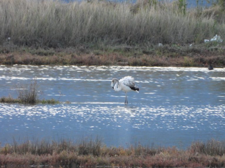 Nakon više od 10 godine flamingosi ponovo u Rezervatu prirode Solila