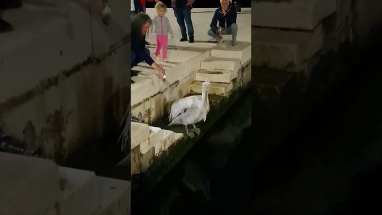 Pelikan prošetao do gradske rive Pine u Tivtu