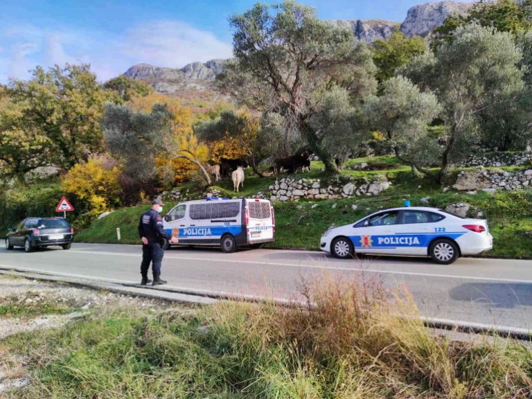 Policija intervenisala, krdo goveda na Jadranskoj magistrali