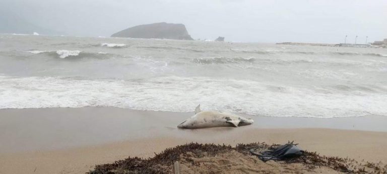 More se ne smiruje: Uginuli delfin na Slovenskoj plaži