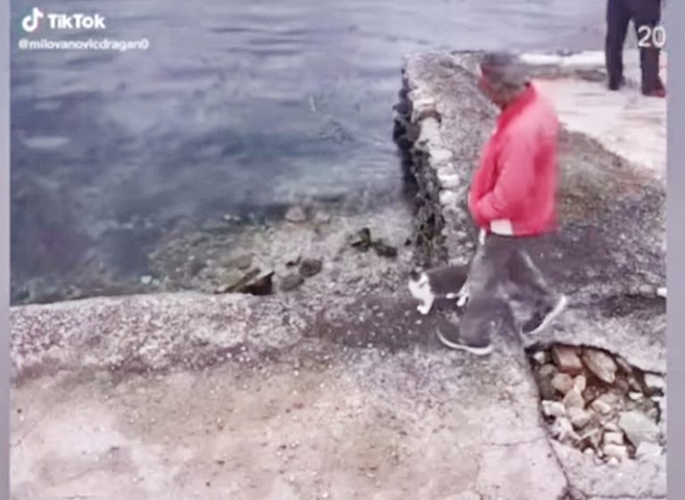 Tivat – procesuirano lice zbog mučenja životinje