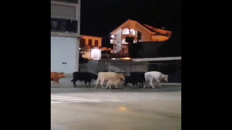 Krdo lutajuće stoke na Jadranskoj magistrali, prijetnja za živote ljudi… (VIDEO)