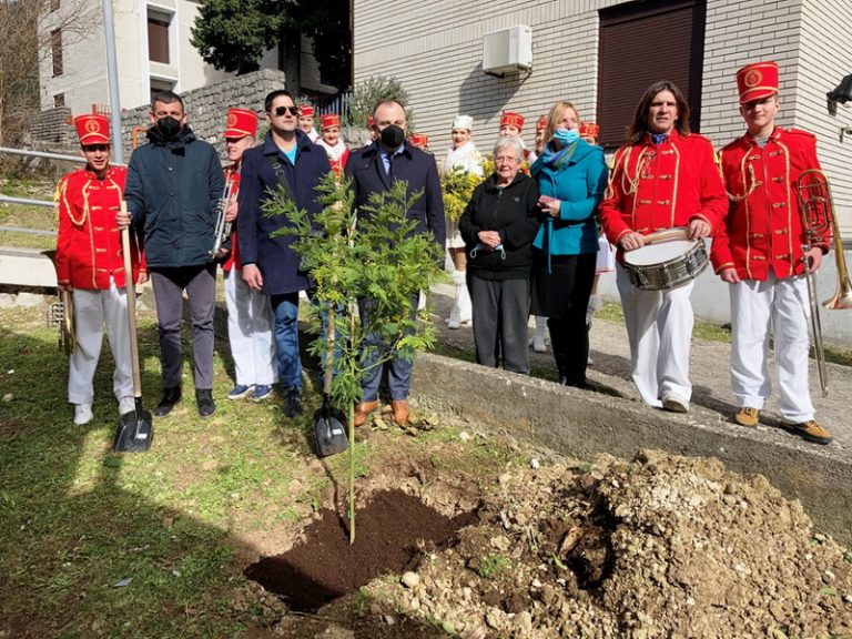 Čelnici Opštine Herceg Novi posadili pedesetak mladih stabala mimoze duž rivijere