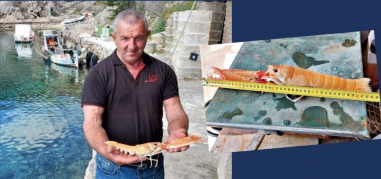 Kod otoka Paga ulovljen ogroman škamp, po veličini i težini oborio je svjetski rekord!