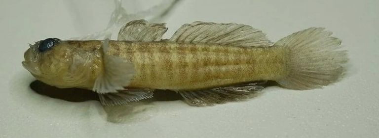 U Jadranskom moru otkrivena nova vrsta, nazvana je u čast nedavno preminulog znanstvenika s Instituta za oceanografiju i ribarstvo