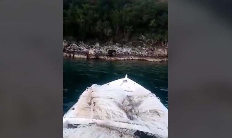 Malostonski zaliv – Medvjed se kupao u blizini uzgajališta školjaka, nakon čega je izašao iz mora i mirno otišao u šumu