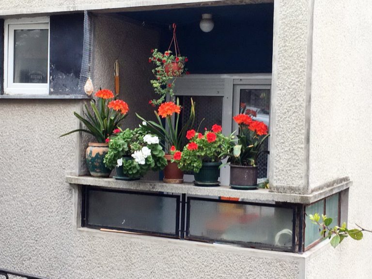 Cvijetni svijet na jednom balkonu