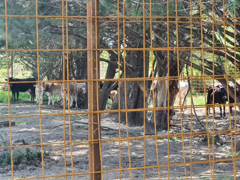 Tivat – pohvatano dvadesetak grla poludivljih goveda