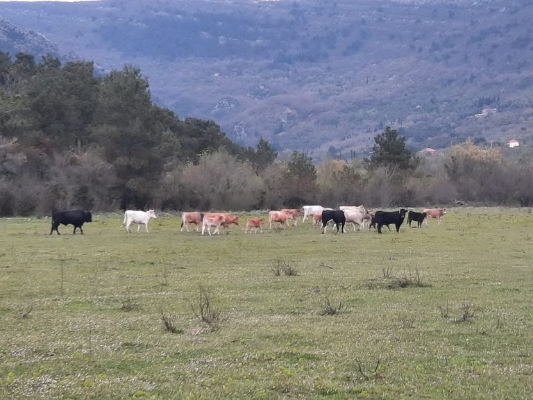Tivat – uhvaćeno još devet napuštenih grla krupne stoke
