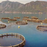 Uzgajalište ribe Cogimar