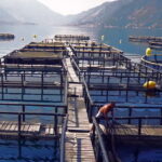 Cogimar uzgajalište ribe – foto screenshot