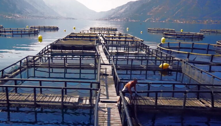 Počela izrada Nacionalnog strateškog plana razvoja akvakulture u Crnoj Gori