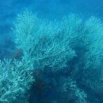 Zlatni koral u Boki kotorskoj. Foto: Institut za biologiju mora/ustupila Vesna Mačić Zlatni koral u Boki kotorskoj. Foto: Institut za biologiju mora/ustupila Vesna Mačić