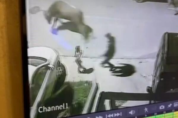 Tivat – Dijete spašeno od krda divljih krava