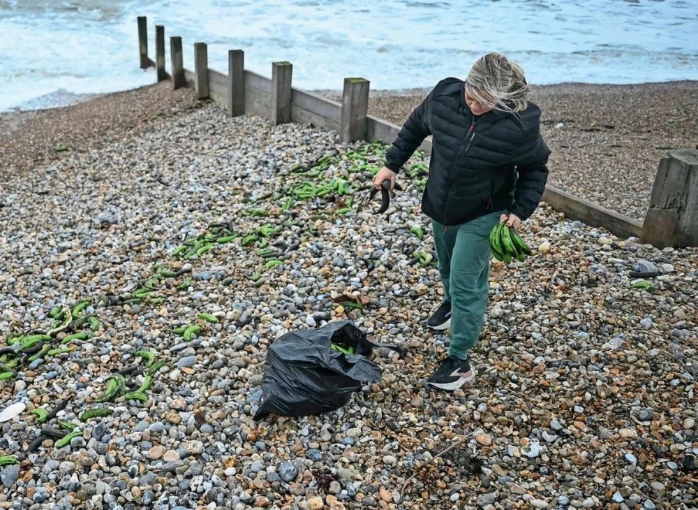 ENGLESKO JUŽNO VOĆES broda ispalo 16 kontejnera, banane i avokado napunili plaže ENGLESKO JUŽNO VOĆES broda ispalo 16 kontejnera, banane i avokado napunili plaže