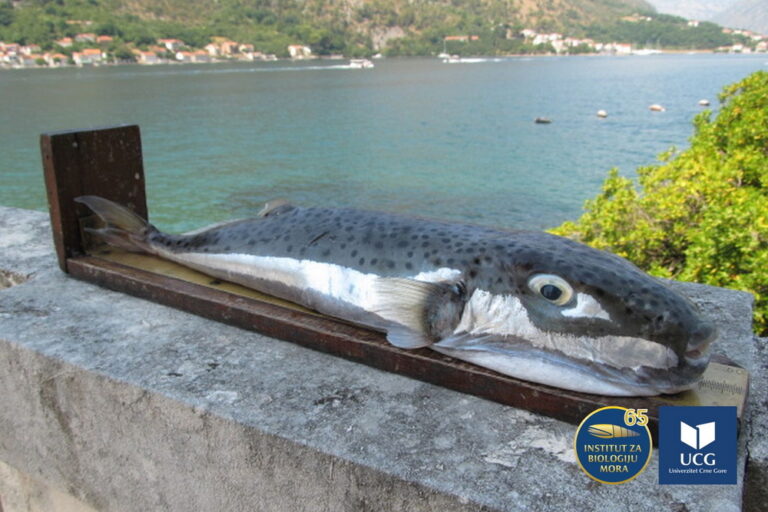 Institut za biologiju mora prati pojave stranih (alohtonih) vrsta koje dospijevaju u Jadran